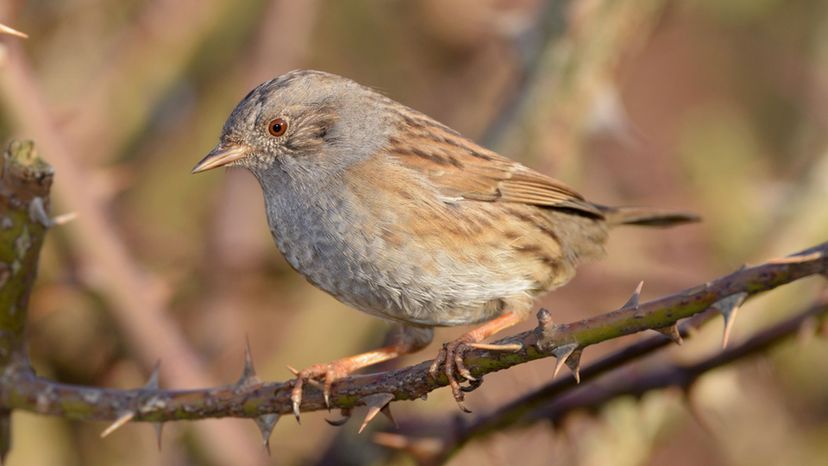 Dunnock