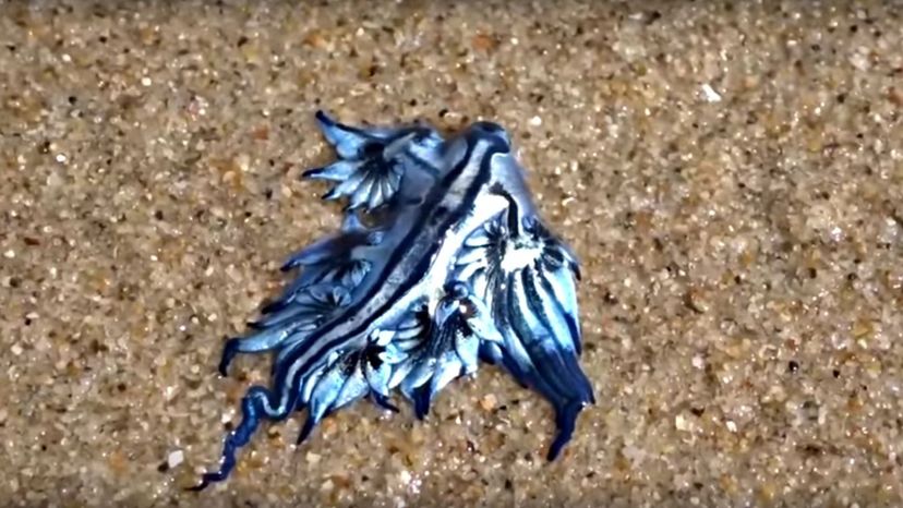 The Blue Dragon (Glaucus Atlanticus)