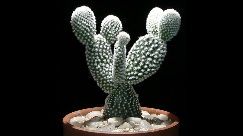 23 Opuntia_microdasys_var_angelwings