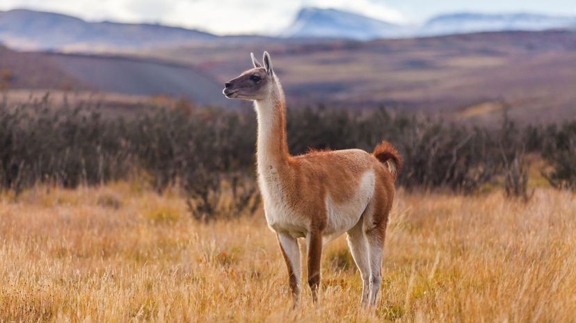 Guanaco