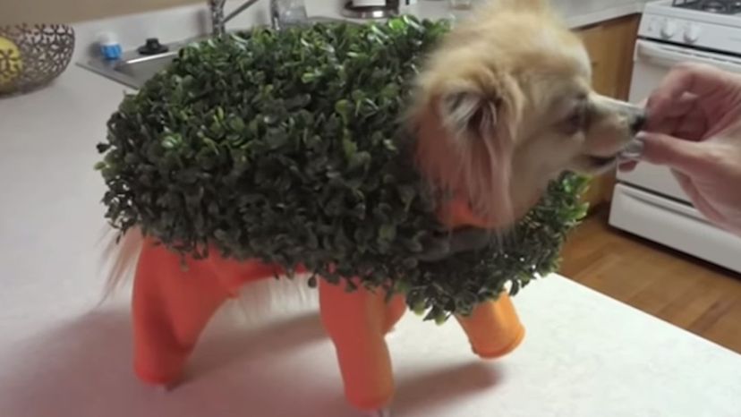 Chia Pet