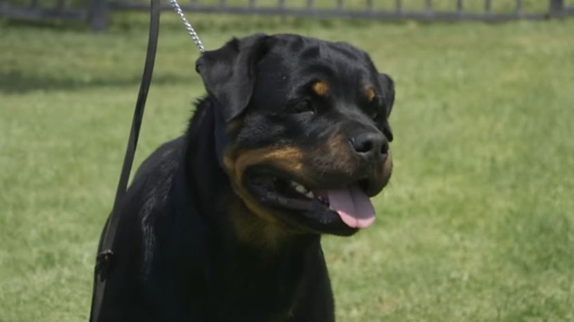 11 Rottweiler