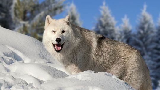 How Much Do You Know About Wolves?