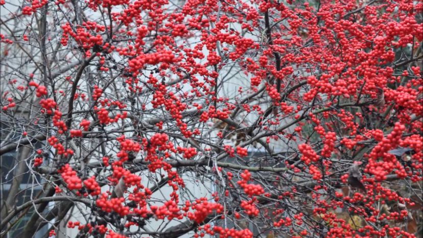 Winterberry