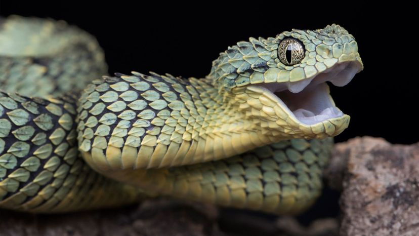 The Official HowStuffWorks Snake Quiz