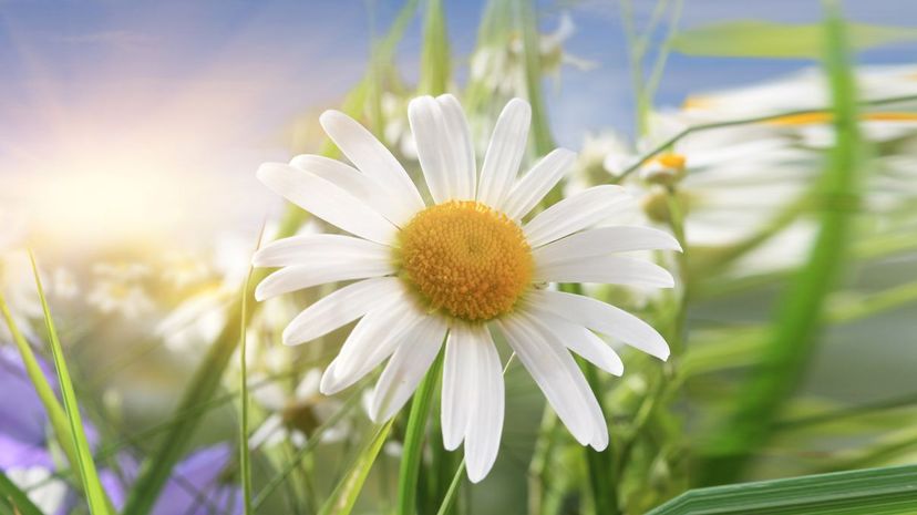 Daisy