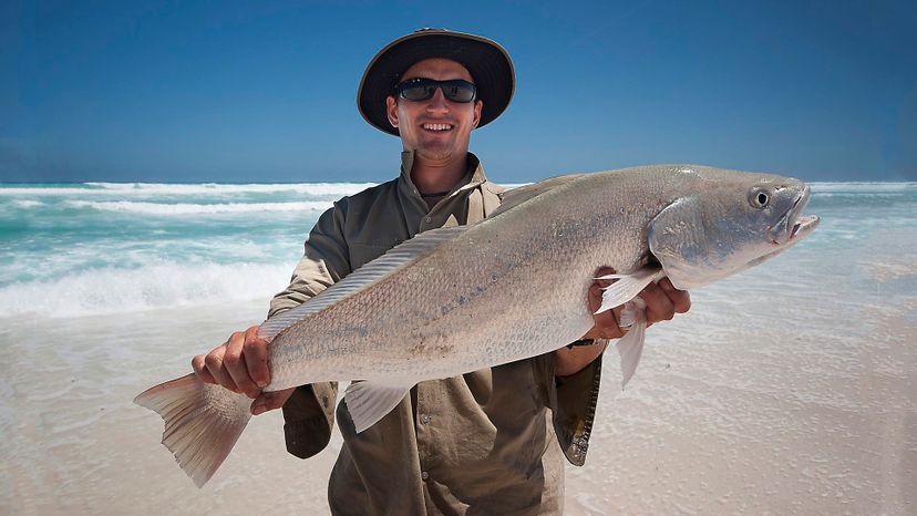 Can You Identify These Australian Fish?