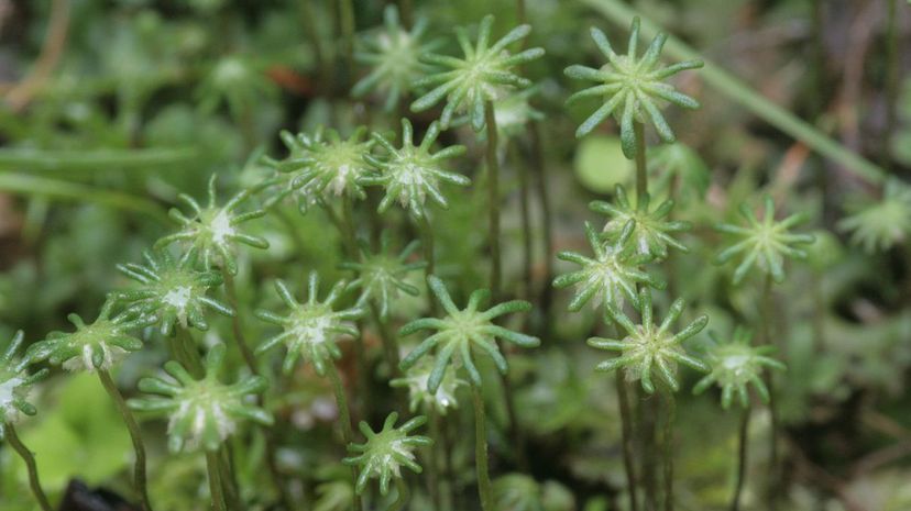 liverwort 2