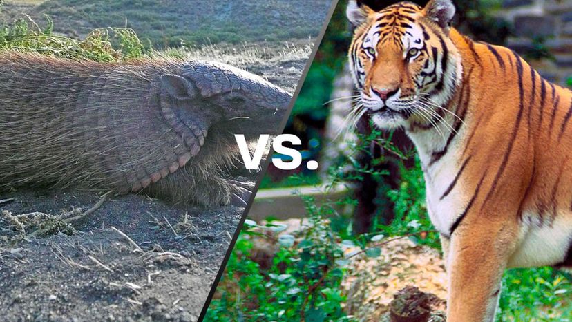 Armadillo vs Tiger