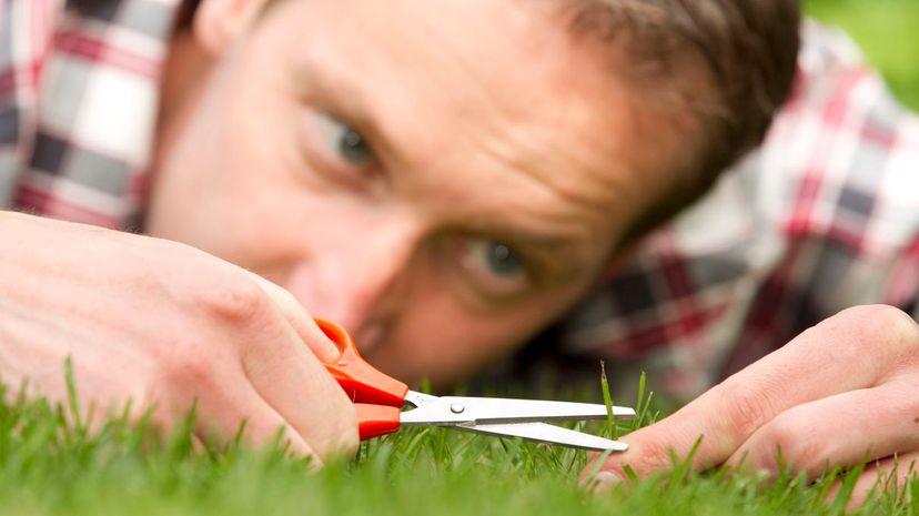 Man with shear on grass, perfectionist