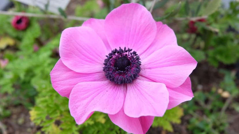 Anemone