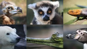 Do You Know What Continent These Animals Are Native To 1