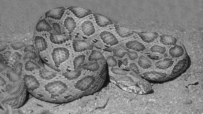 Russell's Viper BW