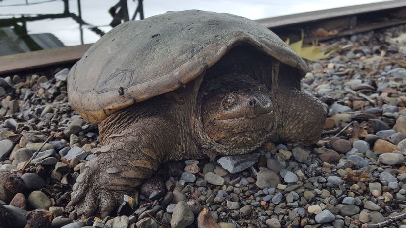 Snapping turtle