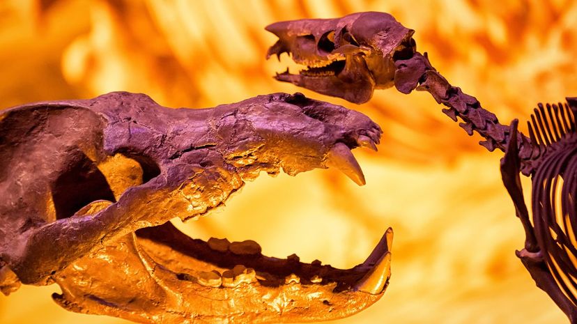 Question 28 - dinosaurs