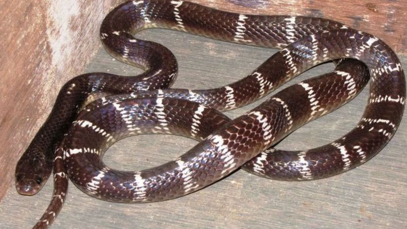 Common krait