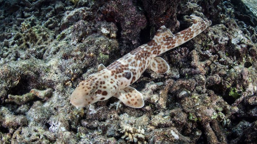 Epaulette shark