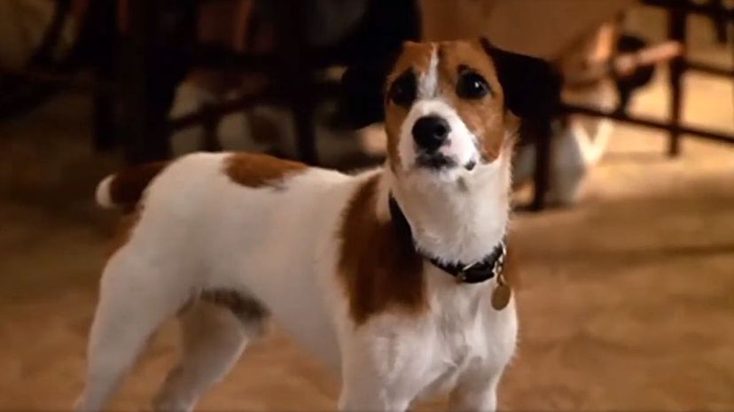 My Dog Skip 2000