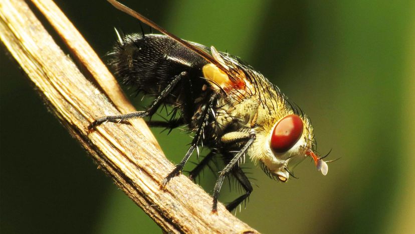 Tachinid Fly