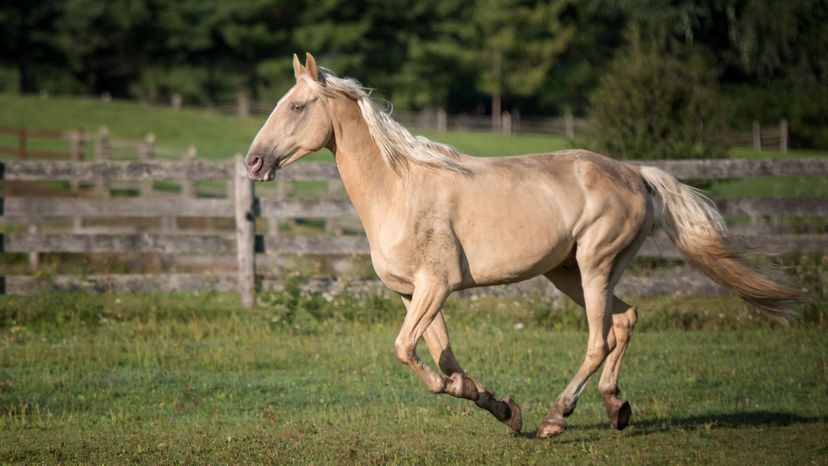 Tennessee walking horse