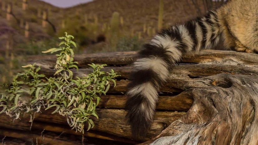 Ringtail racoon tail