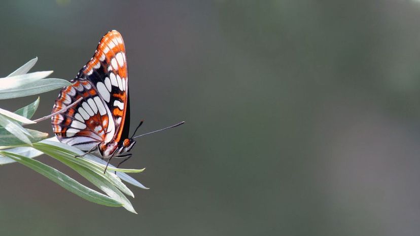 Lorquin's Admiral