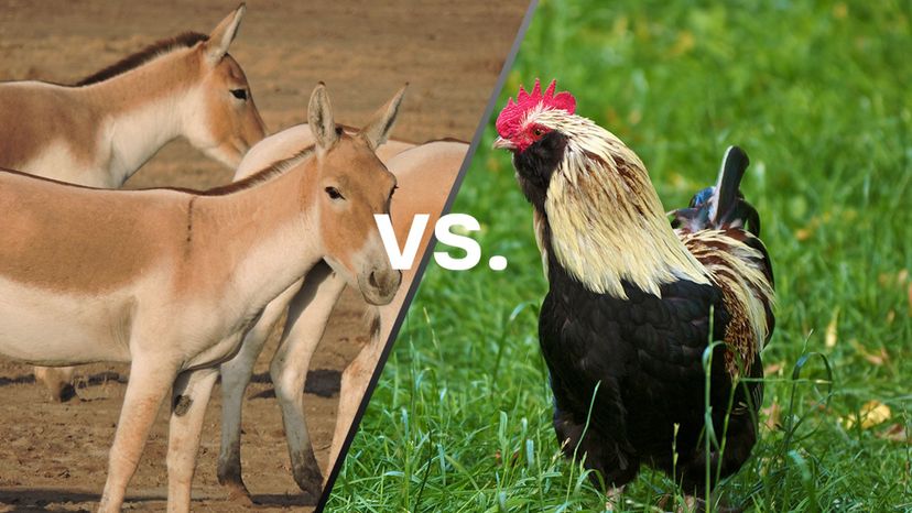 Wild Ass vs Chicken