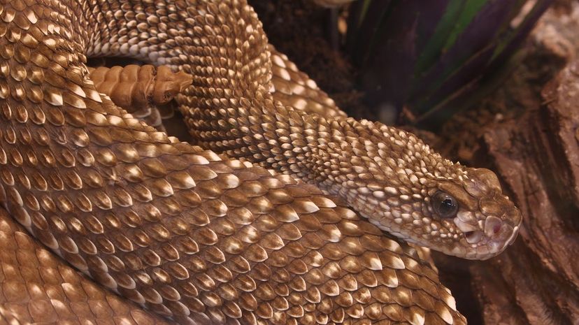 11 Uracoan Rattlesnake