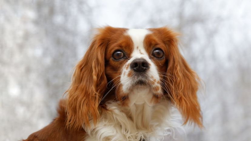 English toy spaniel