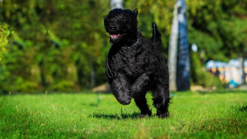 Black Russian Terrier