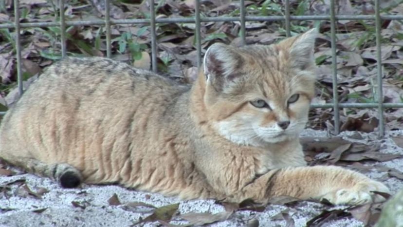 Sand Cat Desert Animal