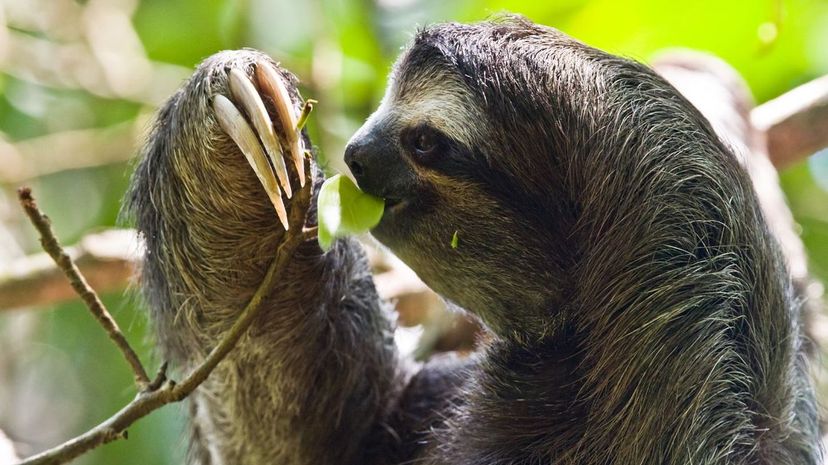 Can You Identify These Amazonian Animals?