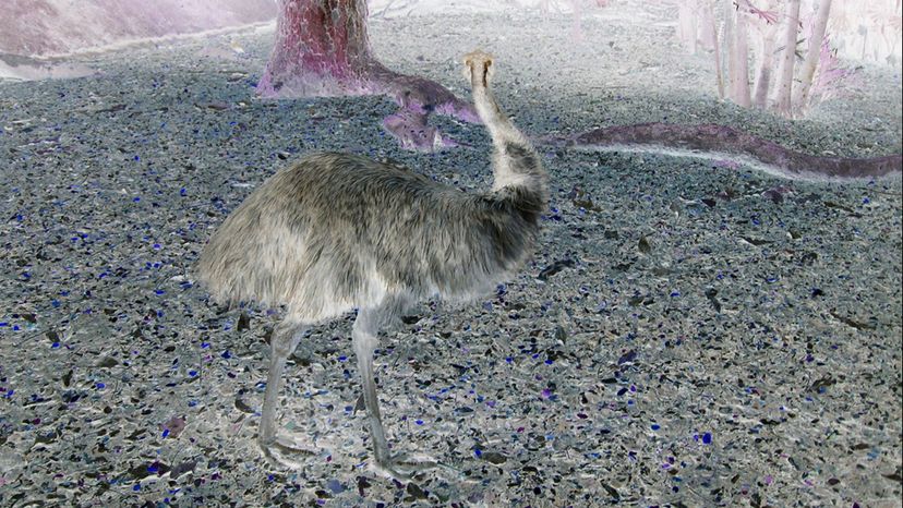 Emu