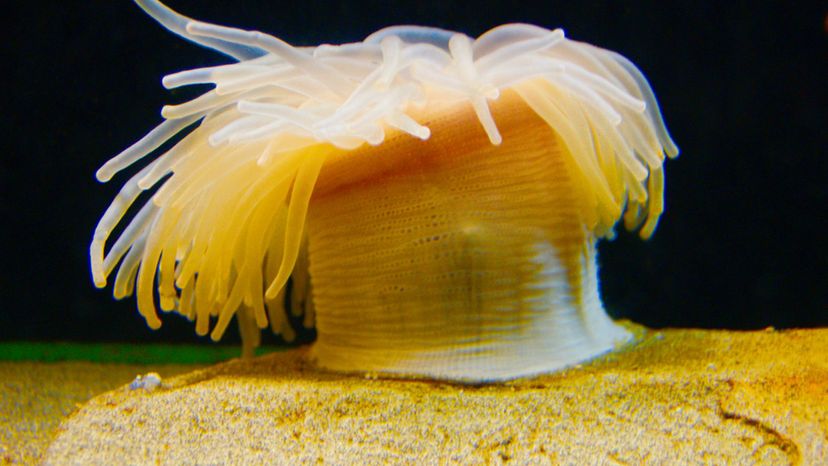 Yellow sea anemone