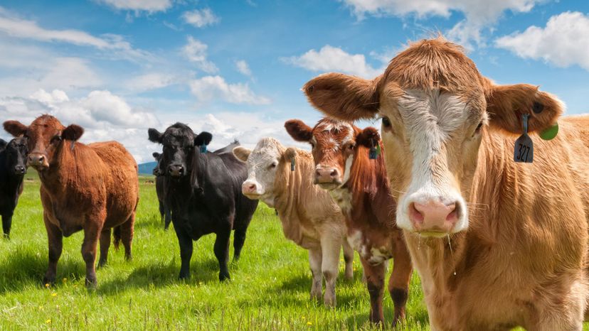 ¿Cuántas razas de ganado puedes identificar?
