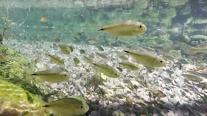 Comanche Springs pupfish