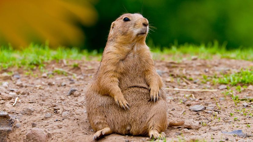 Prairie dog