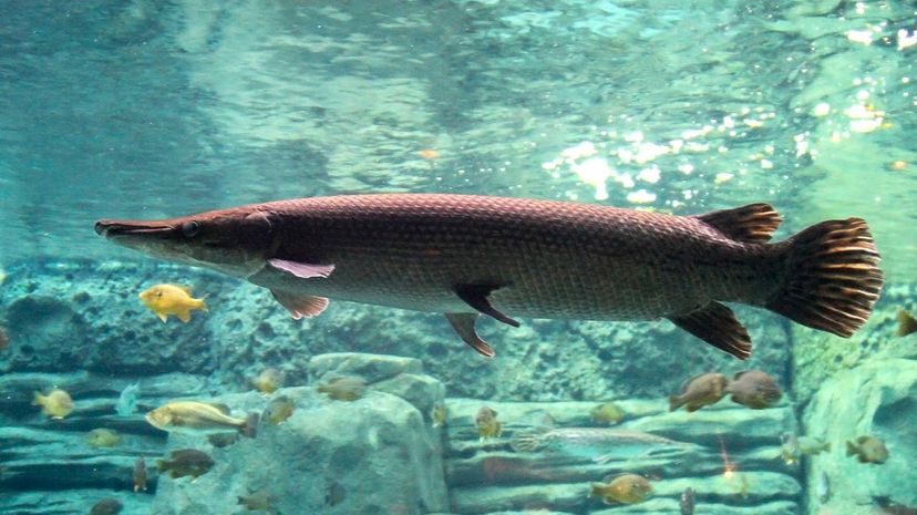 40-Alligator Gar