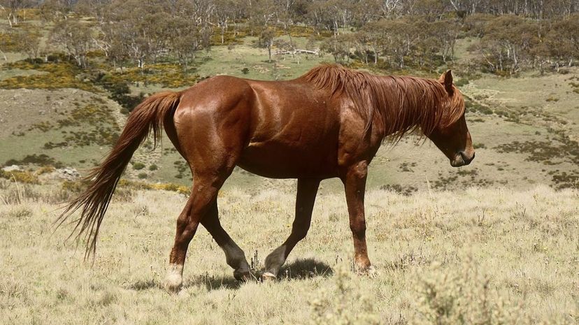 Brumby Horse