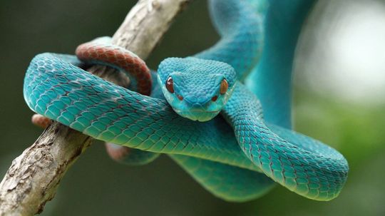 How Much Do You Know About Snakes?
