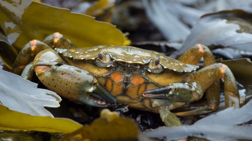 Common Crab