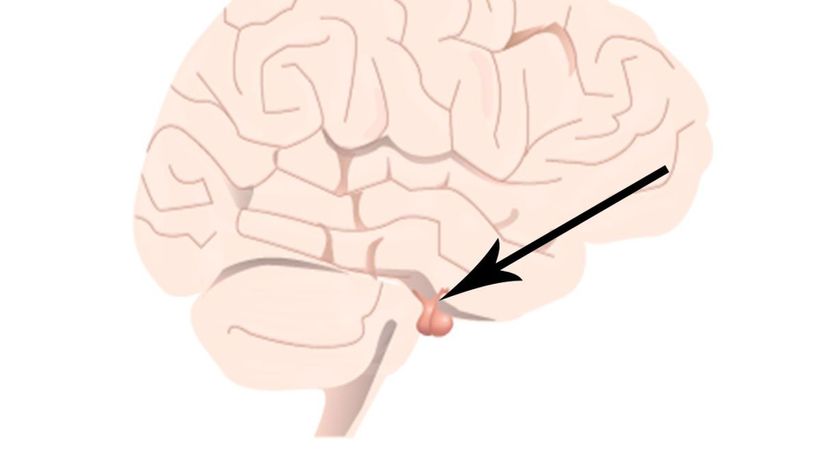 Pituitary gland