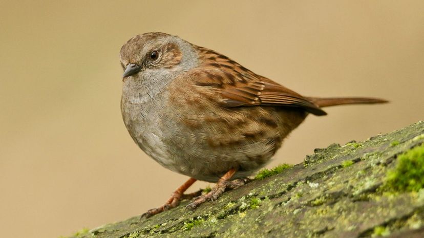 Sparrow