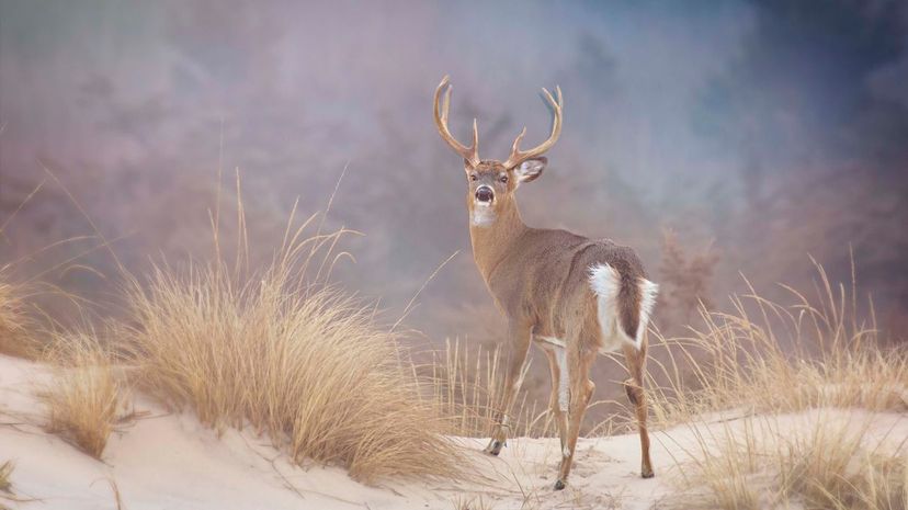 White-tailed deer