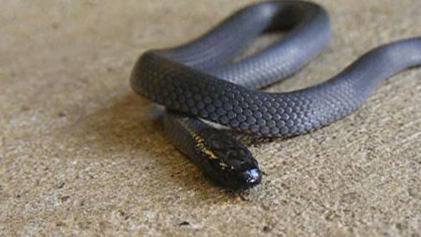 Blue Bellied Black Snake