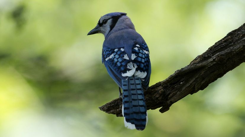 Blue Jay