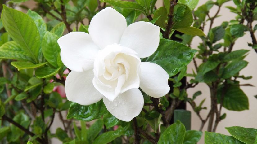 Gardenia