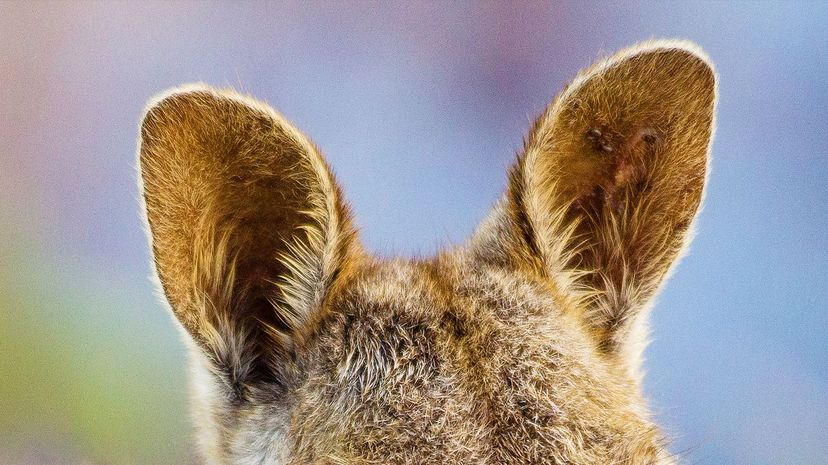 Wallaby