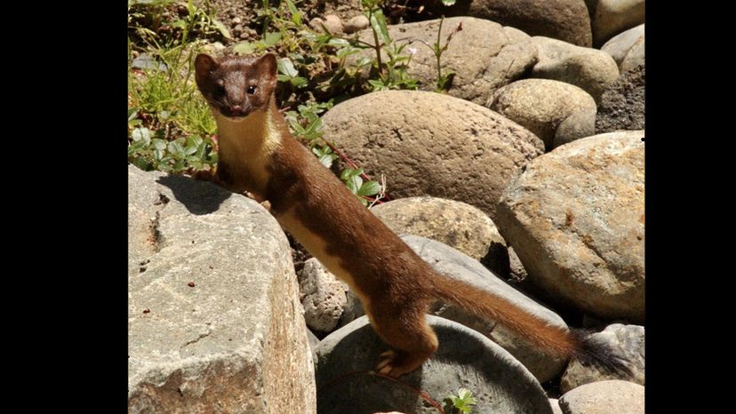 Long-tailed weasel