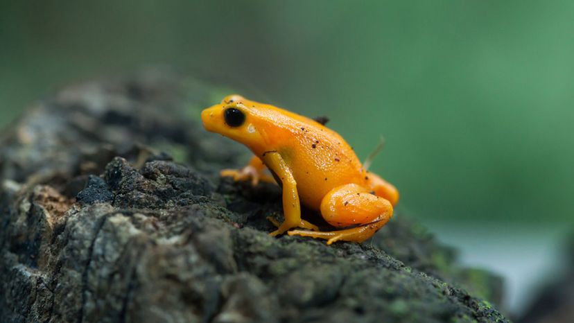 Golden Mantella